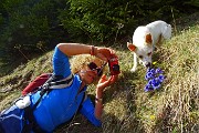 81 Genziana di primavera (Gentiana vernus)...Stelina ammira, annusa,...collabora!